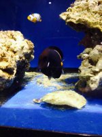 ImageUploadedByReefs2014-04-17 21:21:12 EDT.jpg