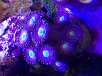 ImageUploadedByReefs2014-09-17 12:53:03 EDT.jpg