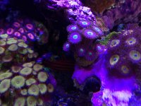 ImageUploadedByReefs2014-09-17 12:53:13 EDT.jpg