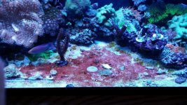 cyano.jpg