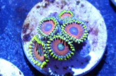 ImageUploadedByTapatalk1406173375.362525.jpg ImageUploadedByTapatalk1406173375.362525.jpg