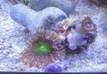 ImageUploadedByReefs2014-02-18 15:19:02 EST.jpg