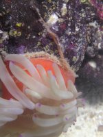 Anemone1.jpg