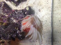 Anemone2.jpg