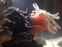 Anemone3.jpg