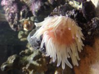 Anemone4.jpg