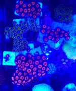 ImageUploadedByReefs2014-02-18 18:53:53 EST.jpg