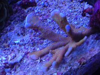 ImageUploadedByReefs2014-03-30 20:19:03 EDT.jpg
