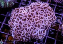coral3.jpg