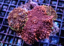 coral4.jpg