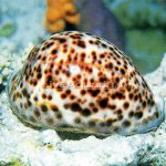 p-79596-snail.jpg