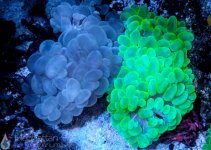 coral8.jpg
