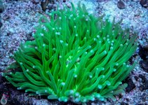 coral9.jpg
