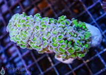 coral11.jpg