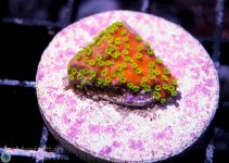 coral14.jpg