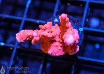 coral15.jpg
