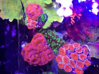 ImageUploadedByTapatalk1401833091.013242.jpg