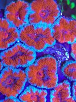 ImageUploadedByTapatalk1401833142.214007.jpg