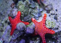 inverts1.jpg