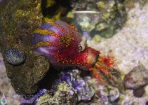 inverts2.jpg