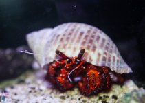 inverts4.jpg