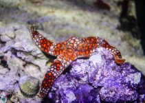 inverts5.jpg