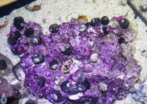 inverts6.jpg