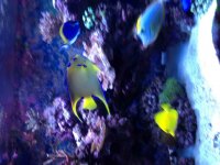 ImageUploadedByReefs2014-04-19 08:59:59 EDT.jpg