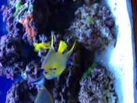 ImageUploadedByReefs2014-04-19 09:02:07 EDT.jpg