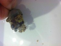 ImageUploadedByReefs2014-02-18 21:03:30 EST.jpg