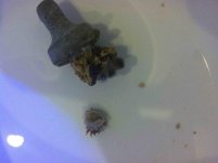 ImageUploadedByReefs2014-02-18 21:04:54 EST.jpg