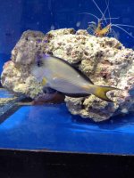 ImageUploadedByReefs2014-04-19 14:09:33 EDT.jpg