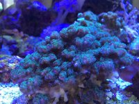 ImageUploadedByReefs2014-04-19 18:03:39 EDT.jpg