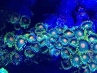 ImageUploadedByReefs2014-06-05 22:29:26 EDT.jpg