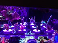 ImageUploadedByTapatalk1396392741.239138.jpg