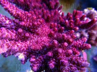 red_coral.jpg