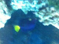 ImageUploadedByReefs2014-07-26 13:38:33 EDT.jpg