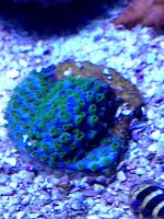 ImageUploadedByReefs2014-04-02 12:46:44 EDT.jpg