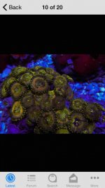 ImageUploadedByReefs2014-12-07 12:00:46 EST.jpg