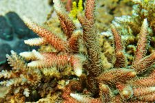 rose millepora.jpg