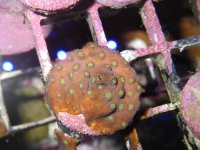 CB Bling Bling Cyphastrea.JPG