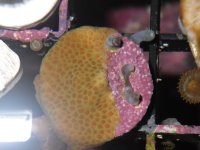 JF Special Porites.JPG