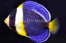 ImageUploadedByReefs2014-04-02 22:37:19 EDT.jpg