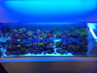 ImageUploadedByReefs2014-06-08 16:33:33 EDT.jpg