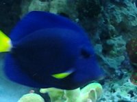 purple tang.jpg
