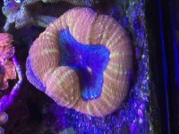 ImageUploadedByReefs2014-12-08 13:53:24 EST.jpg