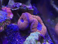 ImageUploadedByReefs2014-12-08 13:53:31 EST.jpg