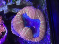 ImageUploadedByReefs2014-12-08 13:53:42 EST.jpg