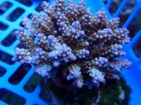 285. Acropora - 04.00 Inch.jpg