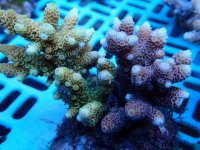 290. Acropora - 04.00 Inch.jpg